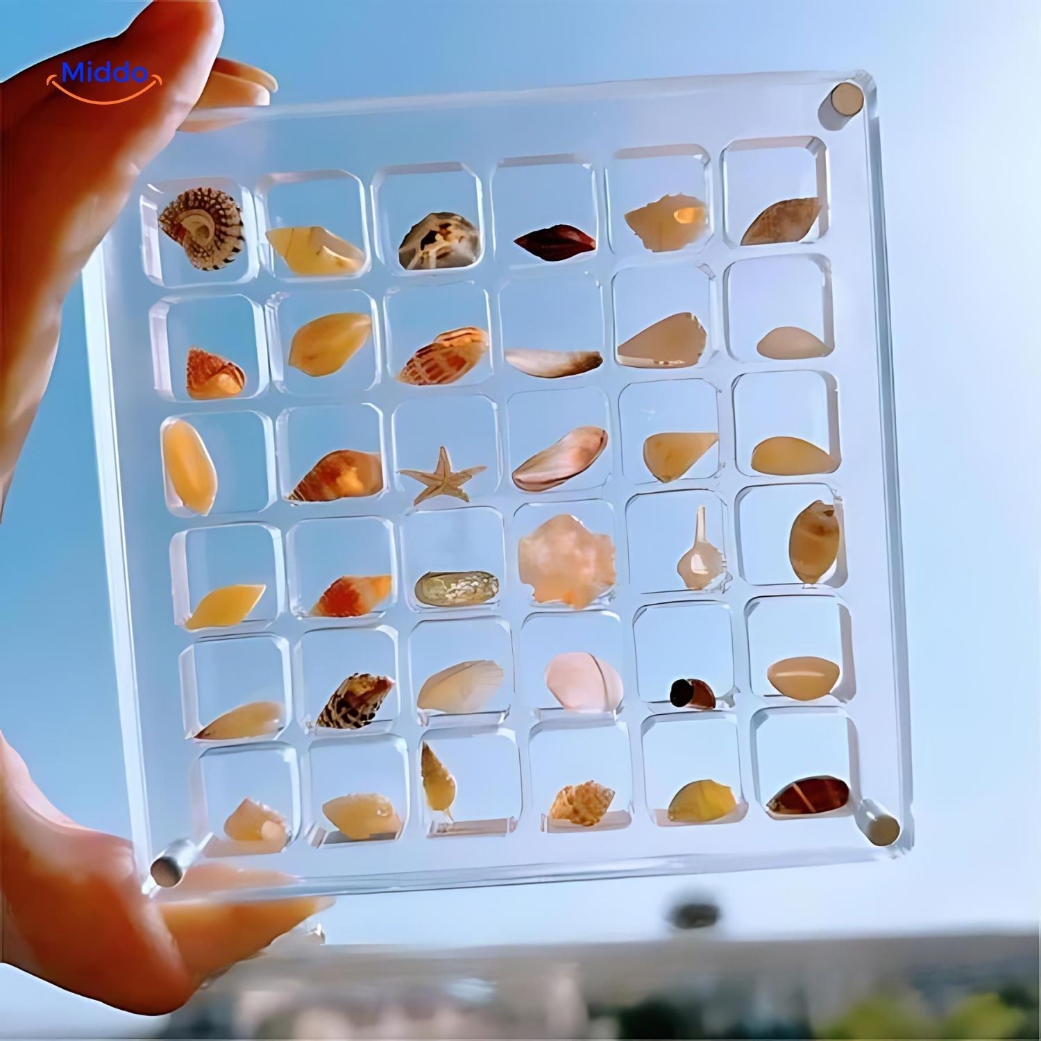 DisplayCase™ | The Ultimate Display Solution for Shells and More