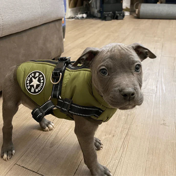 Dog Jacket
