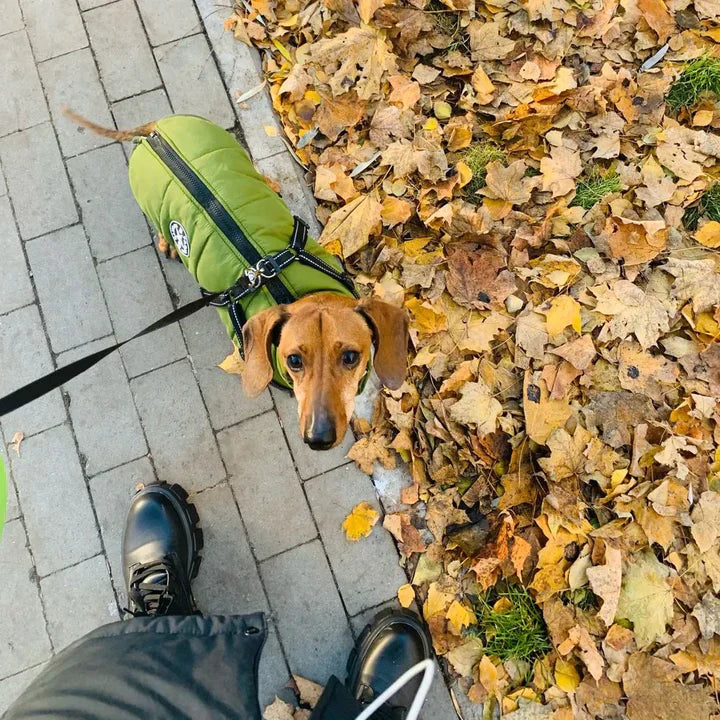 Dog Jacket
