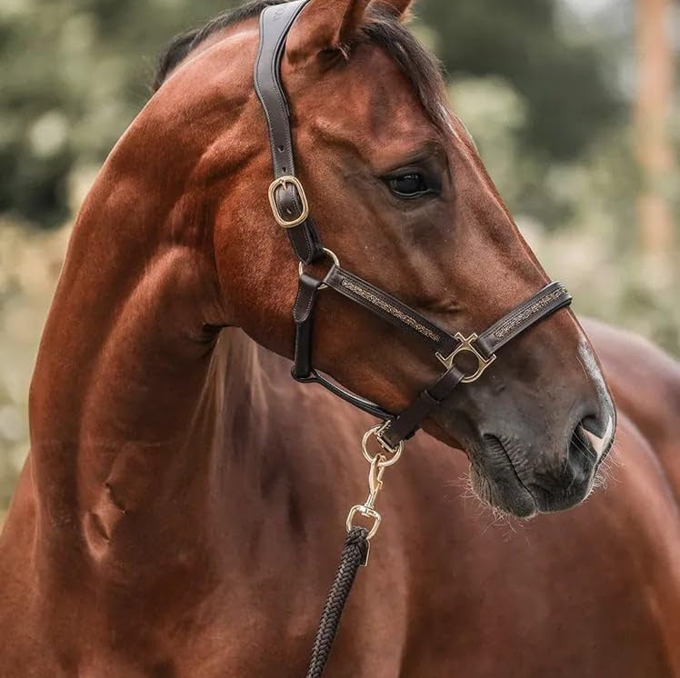 Horse Advent Calendar 2026
