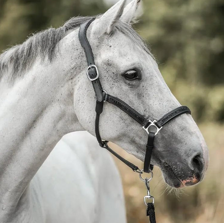 Horse Advent Calendar 2026