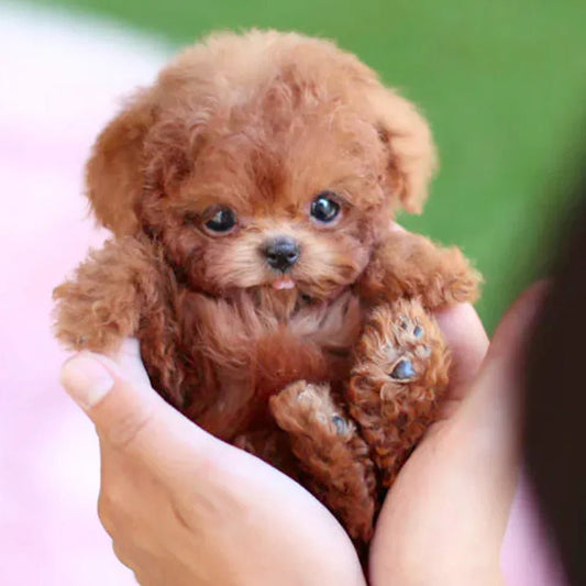 Hyperrealistic Plush Puppy - Life-like Movements