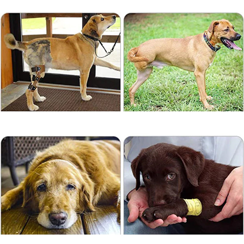 Orthopedic Harness for Hind Legs