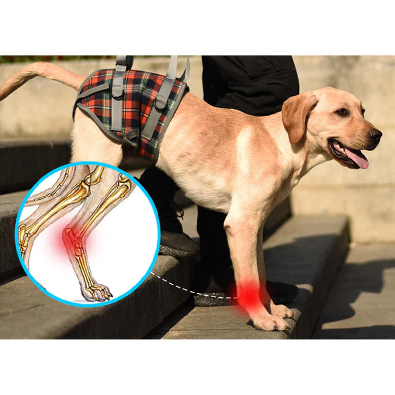 Orthopedic Harness for Hind Legs