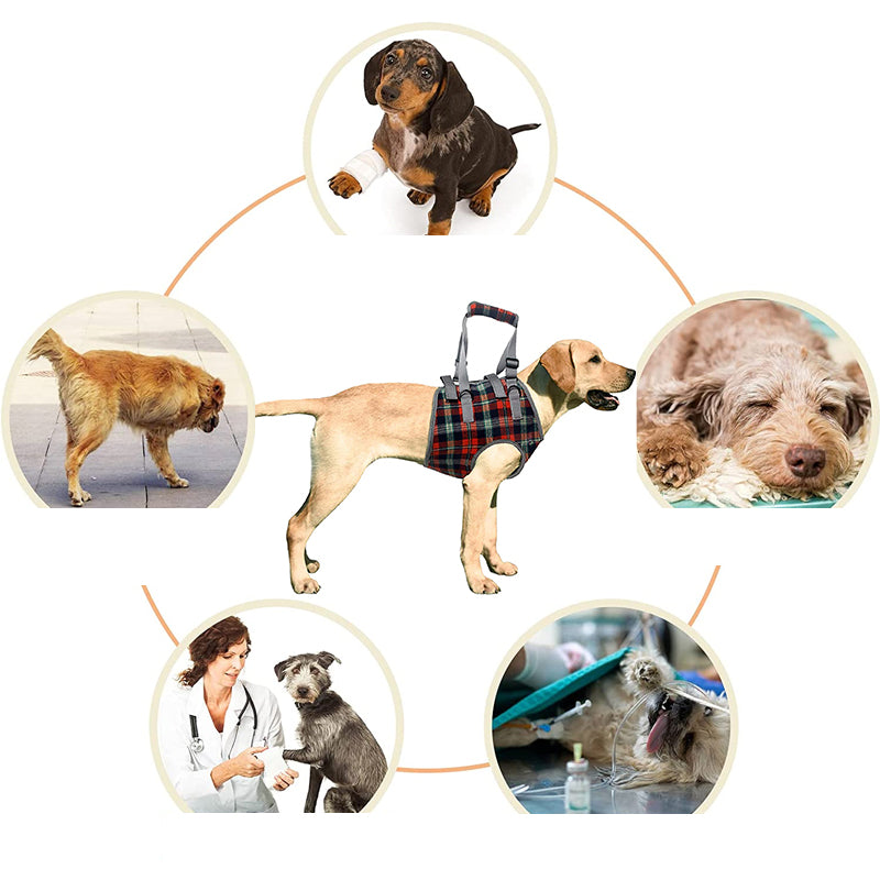 Orthopedic Harness for Hind Legs