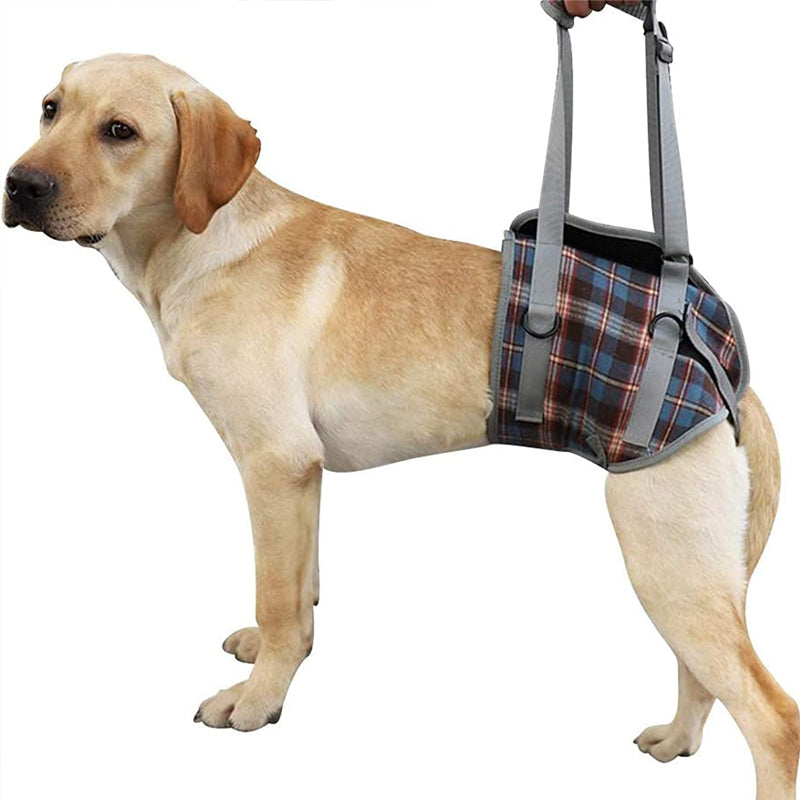Orthopedic Harness for Hind Legs