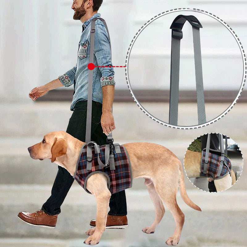 Orthopedic Harness for Hind Legs