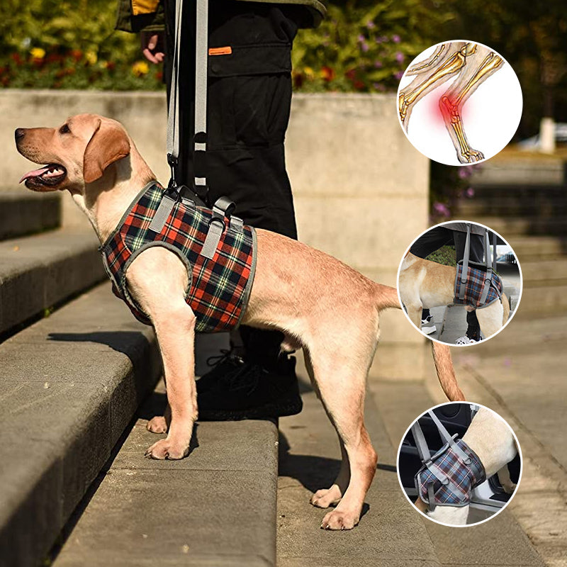 Orthopedic Harness for Hind Legs