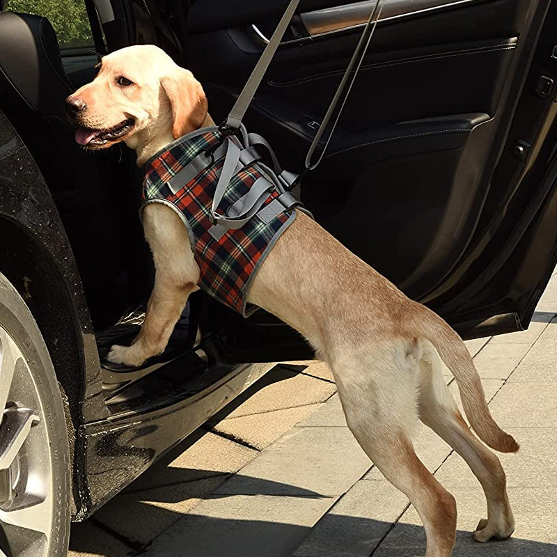 Orthopedic Harness for Hind Legs