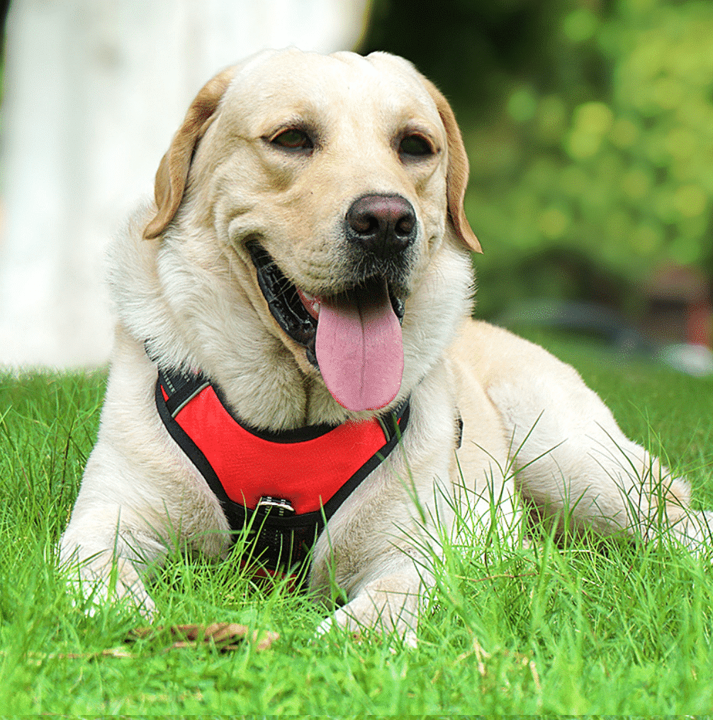 Soft Luxury Dog Harness with Reflectors - Durable & Waterproof - Red, Black or Blue