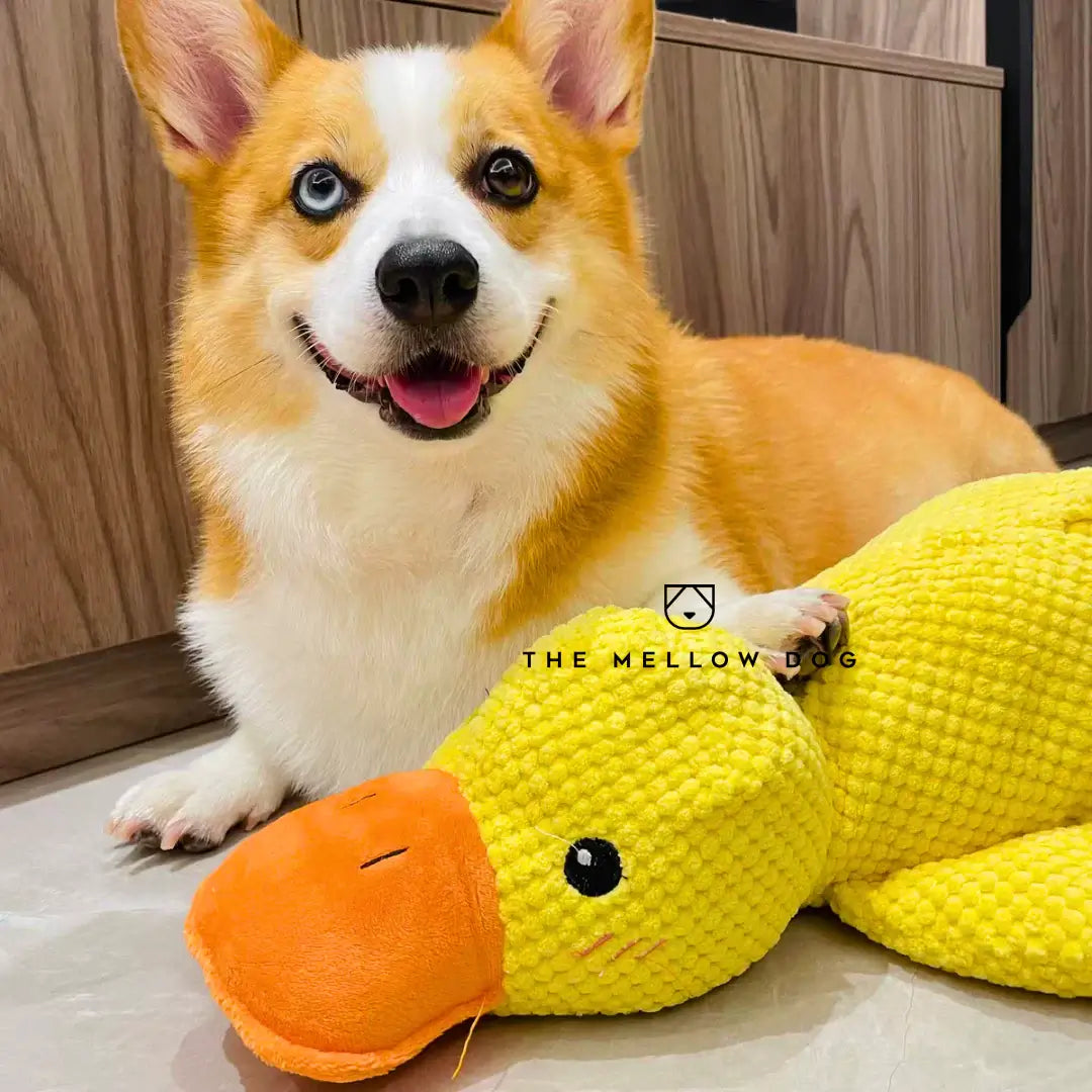 Soothing Duck - For the Happiness and Well-being of Your Dog