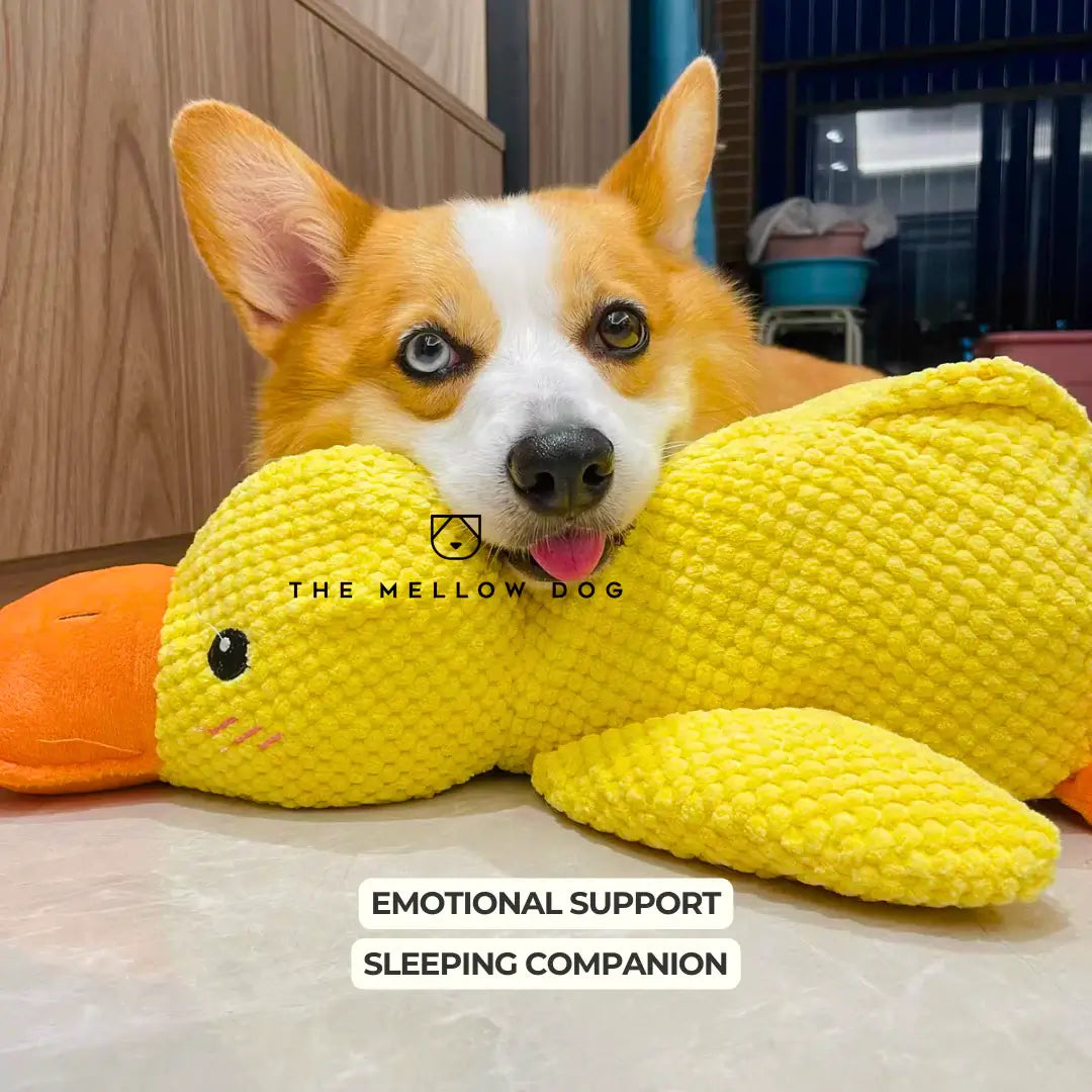 Soothing Duck - For the Happiness and Well-being of Your Dog