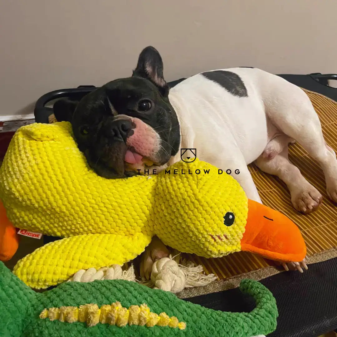 Soothing Duck - For the Happiness and Well-being of Your Dog