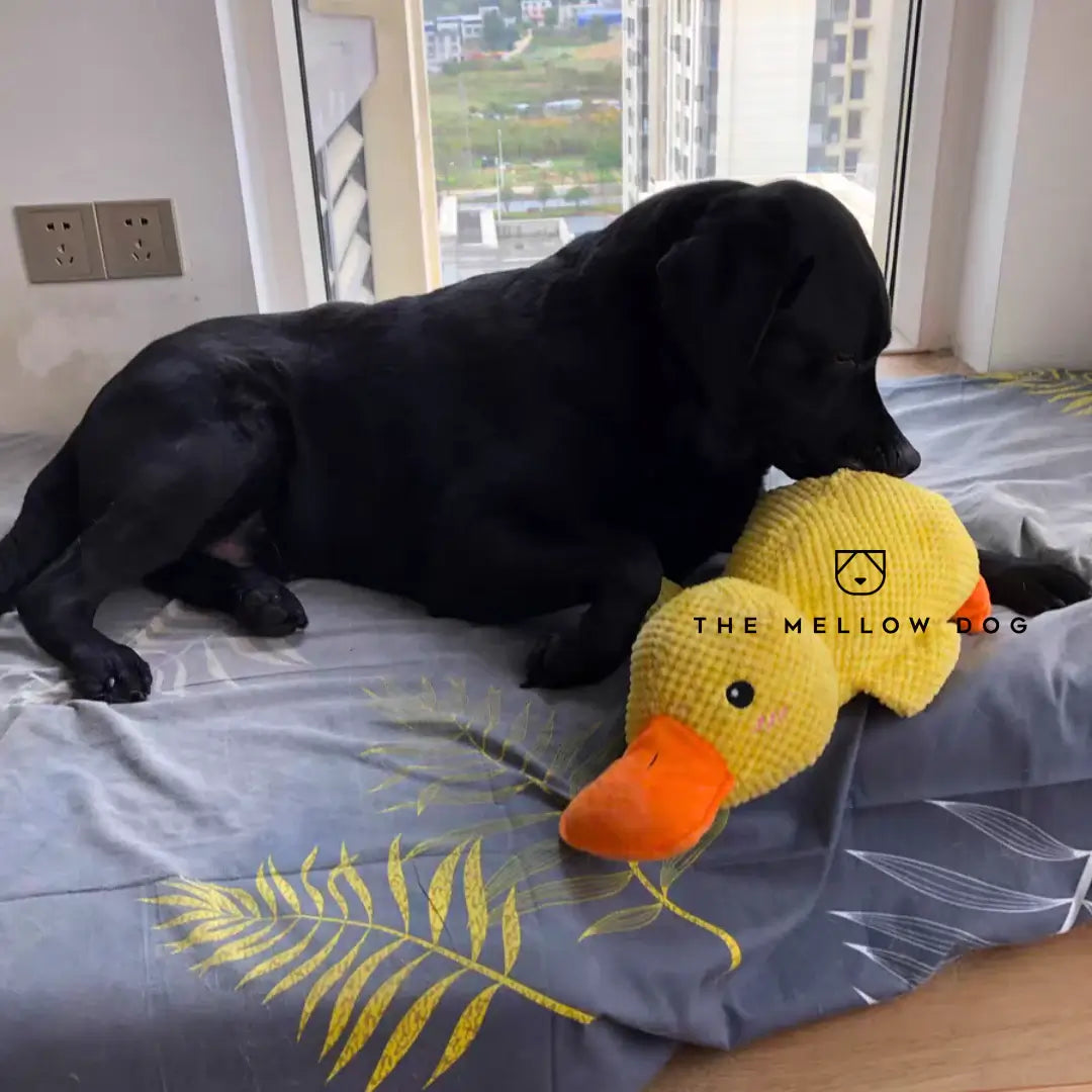 Soothing Duck - For the Happiness and Well-being of Your Dog