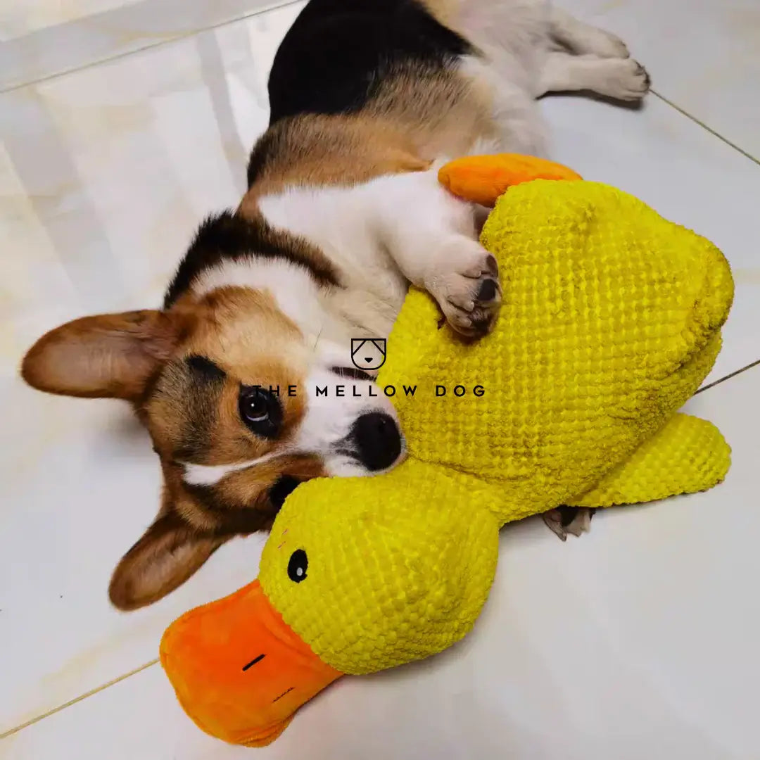 Soothing Duck - For the Happiness and Well-being of Your Dog