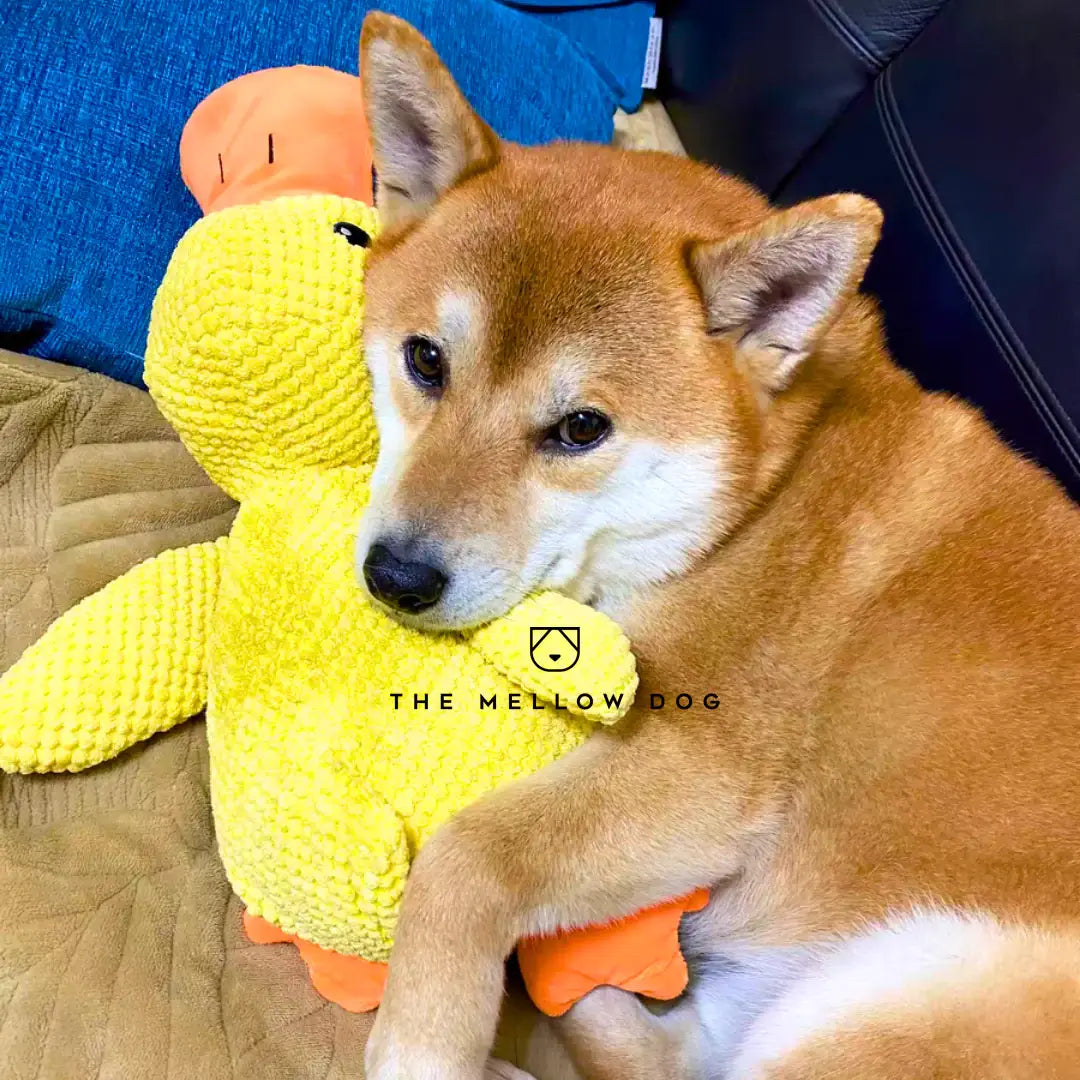 Soothing Duck - For the Happiness and Well-being of Your Dog