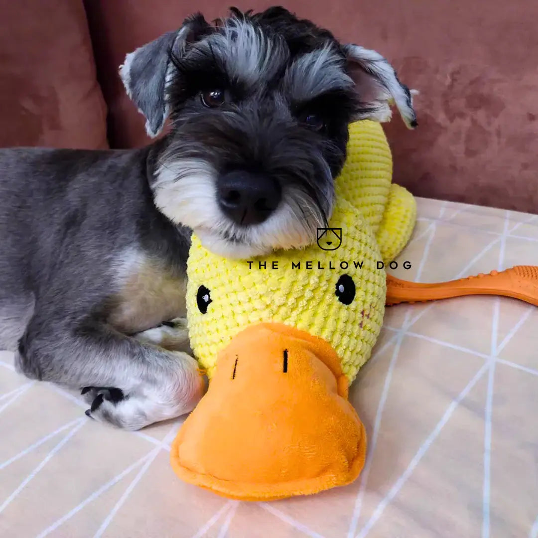 Soothing Duck - For the Happiness and Well-being of Your Dog