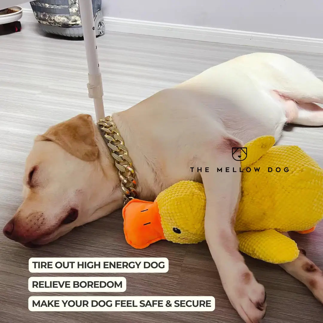Soothing Duck - For the Happiness and Well-being of Your Dog