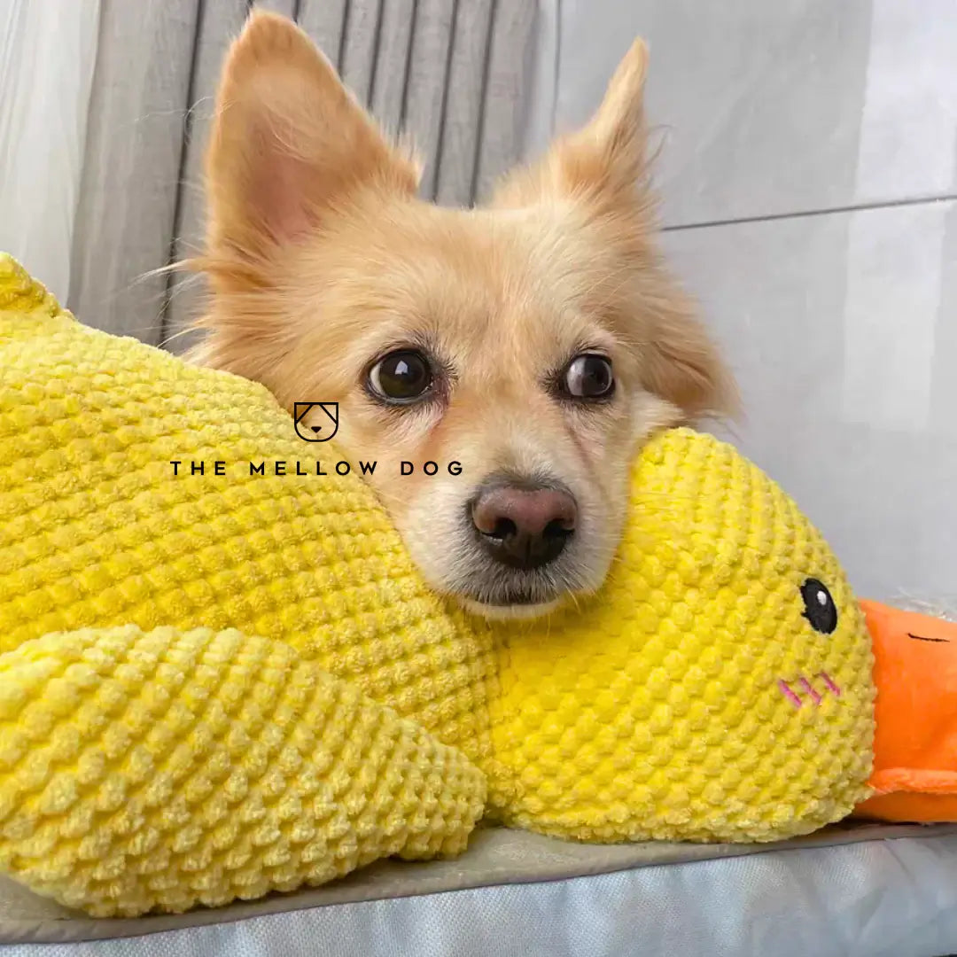 Soothing Duck - For the Happiness and Well-being of Your Dog