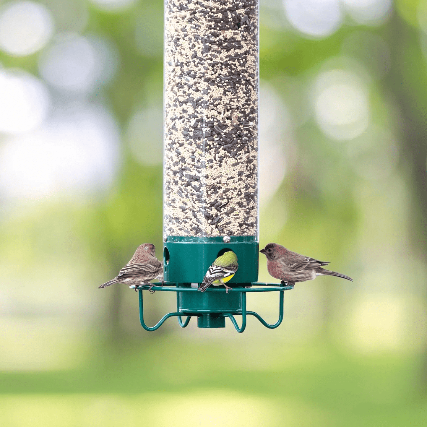 Squirrel-Proof Metal Bird Feeder with Rotating Perch