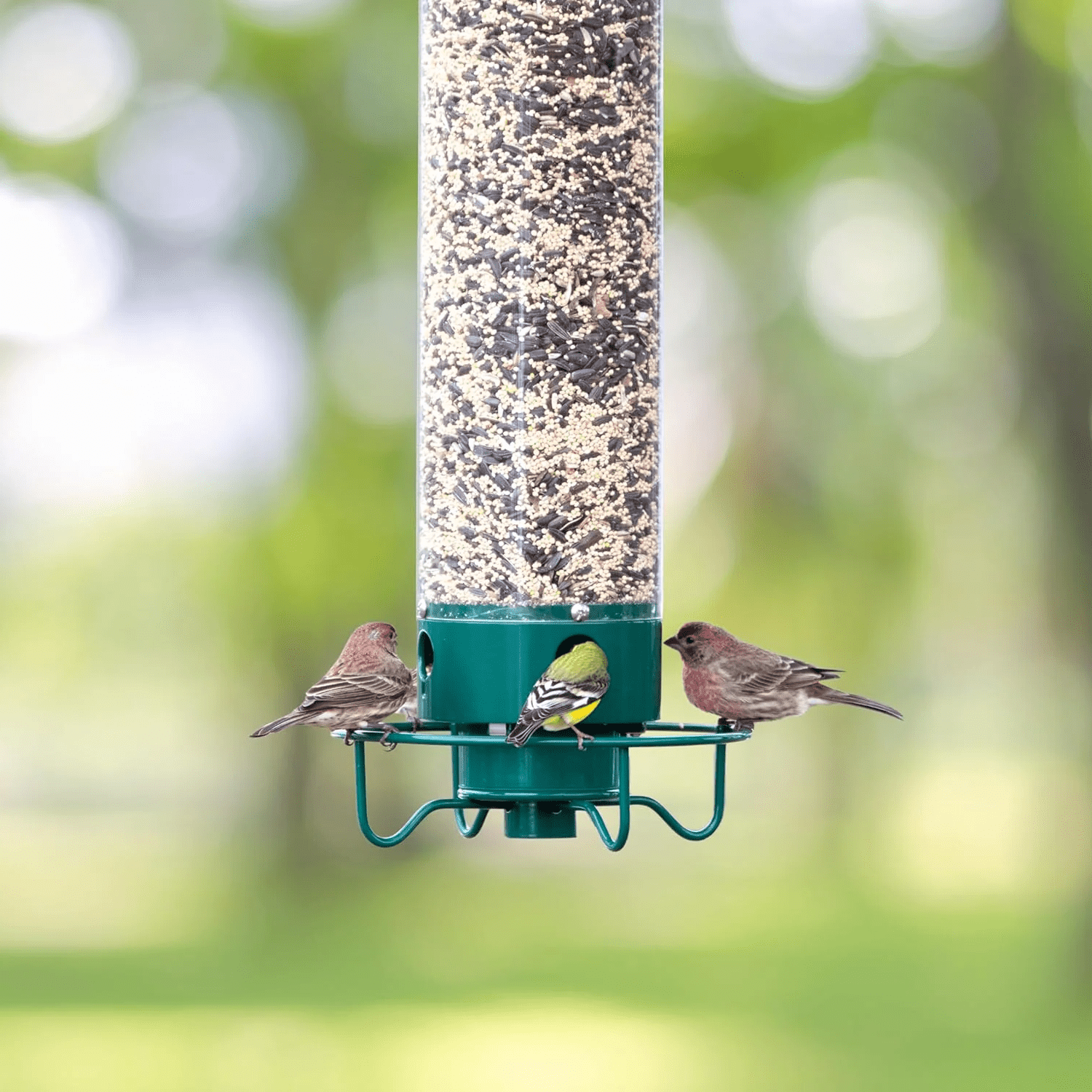 Squirrel-Proof Metal Bird Feeder with Rotating Perch