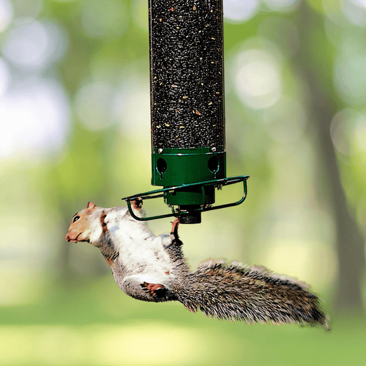 Squirrel-Proof Metal Bird Feeder with Rotating Perch