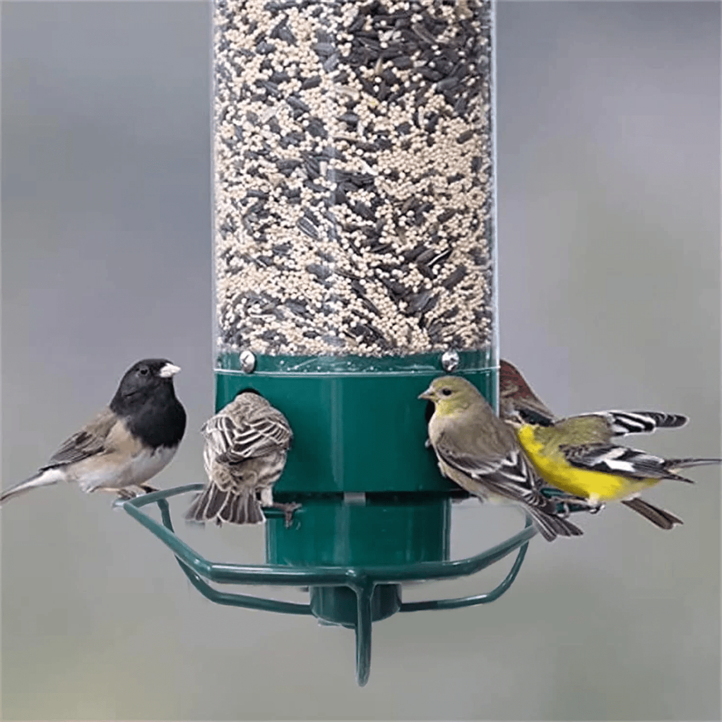 Squirrel-Proof Metal Bird Feeder with Rotating Perch