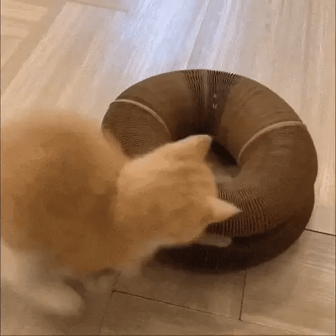 The Cat Scratcher™ | Scratching and Playing for Every Cat