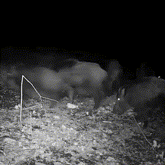 WildView | 16MP Night Vision Wildlife Camera with Motion Sensor